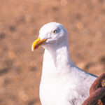 Mouette ou goéland