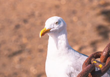 Mouette ou goéland