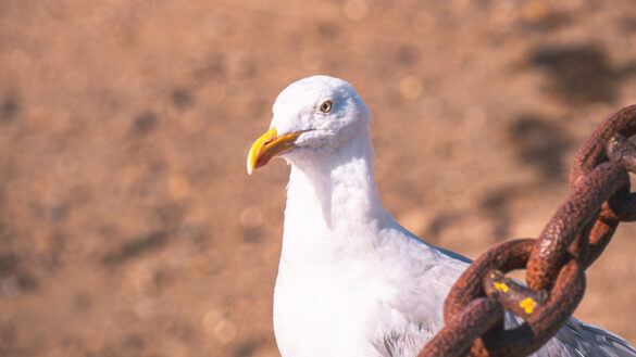 Mouette ou goéland