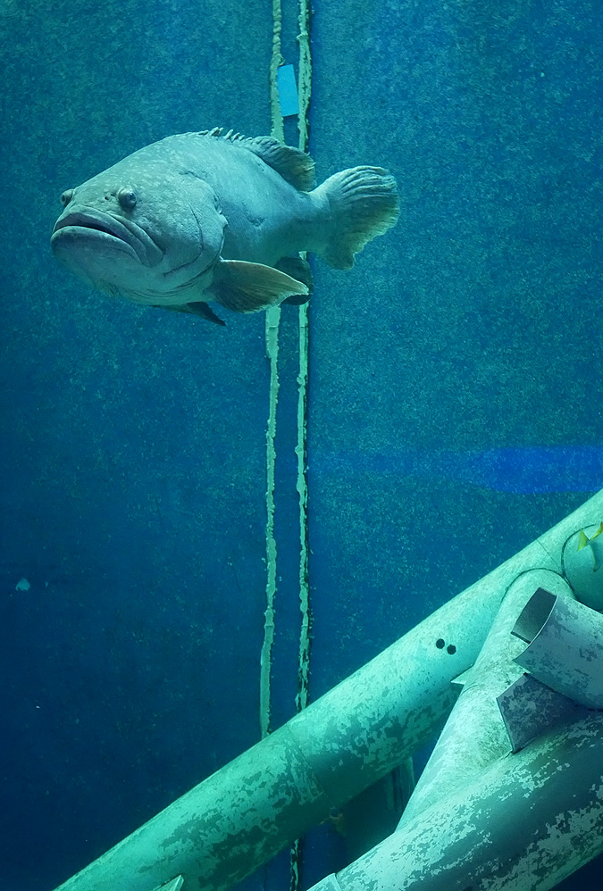 Le grand Aquarium