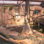 Alligator Bay