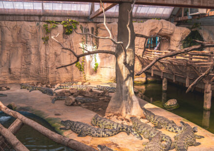 Alligator Bay
