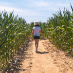 Pop Corn Labyrinthe