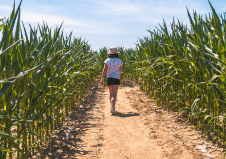 Pop Corn Labyrinthe