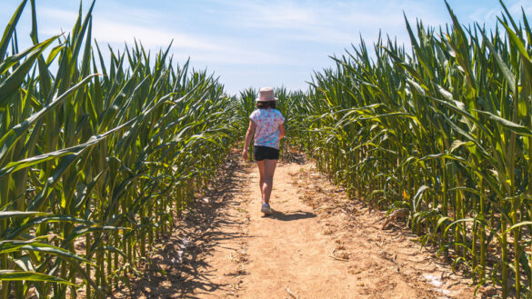 Pop Corn Labyrinthe