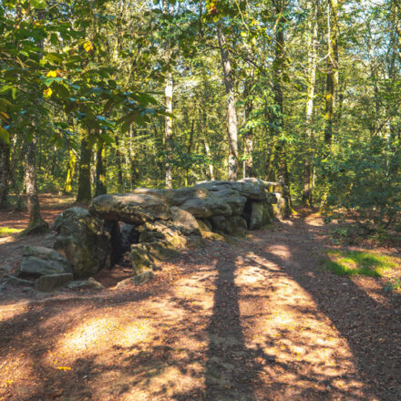 La forêt du Mesnil