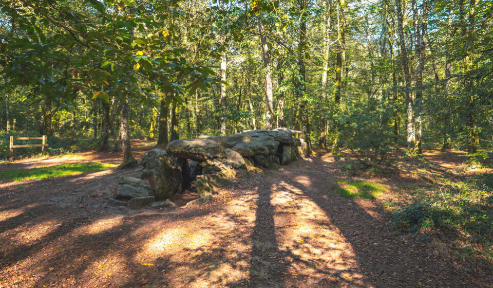 La forêt du Mesnil La forêt du Mesnil