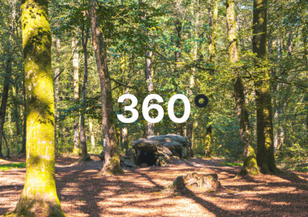La forêt du Mesnil