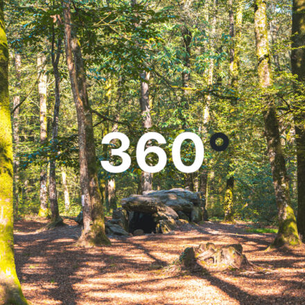 La forêt du Mesnil