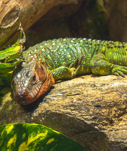 Alligator Bay