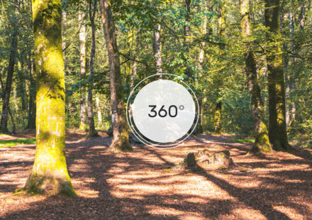 La forêt du Mesnil - 360