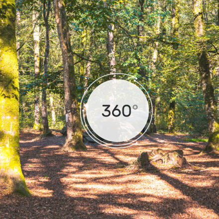La forêt du Mesnil - 360