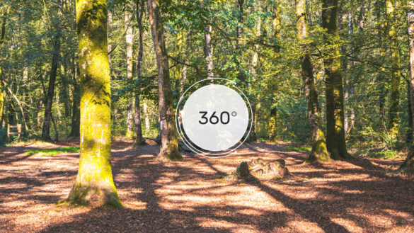 La forêt du Mesnil - 360